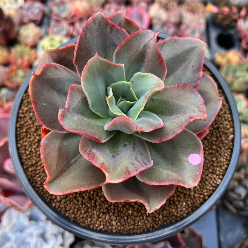 non succulent plants Echeveria 'Minigosaong' Non-Variegated 3"-4" Succulent Plant – True Succulents Plant Co