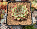 Echeveria 'Mexican Pulidonis' 2"-3" Succulent Plant
