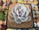 Echeveria 'Cream Tea' 3" Powdery Succulent Plant