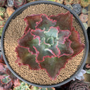 Echeveria 'Dick's Pink' 5" Large Succulent Plant