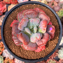 Echeveria 'Hearts Delight' 3"-4" Succulent Plant