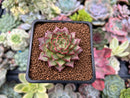 Echeveria Agavoides 'Shani' 2" Succulent Plant