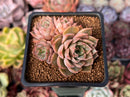 Echeveria 'Roman' Lightly Variegated 2" Cluster Succulent Plant