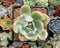Echeveria 'Pastel' Variegated 2" Succulent Plant
