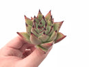 Echeveria Agavoides Ebony 2"-3” Rare Succulent Plant