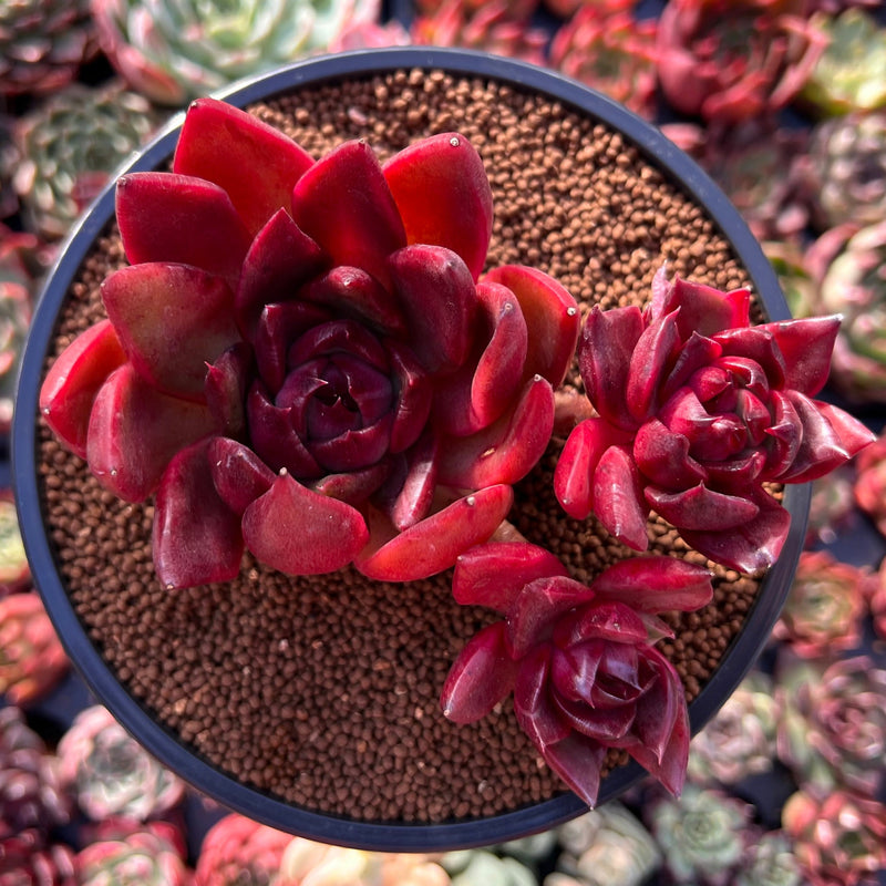 rubra succulent Echeveria Agavoides 'Rubra' 4" Cluster Succulent Plant – True Succulents Plant Co