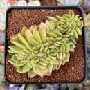 Echeveria Agavoides 'Gilva' Crested 3" Succulent Plant