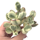 Cotyledon 'Tomentosa' Variegated Cluster 4" Rare Succulent Plant