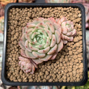 Echeveria 'Violetta' 2" Cluster Succulent Plant