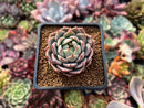 Echeveria 'Teemon' 1" New Hybrid Succulent Plant