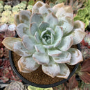 Echeveria 'White One' 3"-4" Succulent Plant