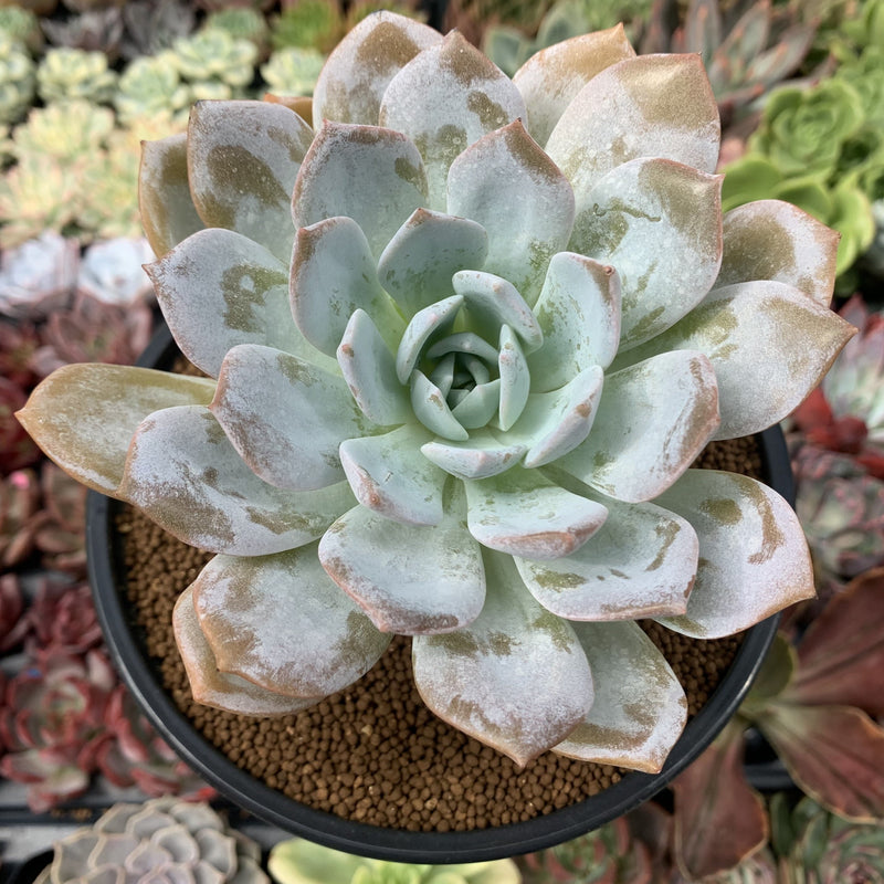 Echeveria 'White One' 3
