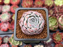 Echeveria 'Rosalina' 1" Powdery Succulent Plant