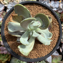 Pachyveria 'Jocelyns Joy' Variegated 3" Succulent Plant