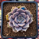 Echeveria 'Pastel Leon' 1"-2" Succulent Plant