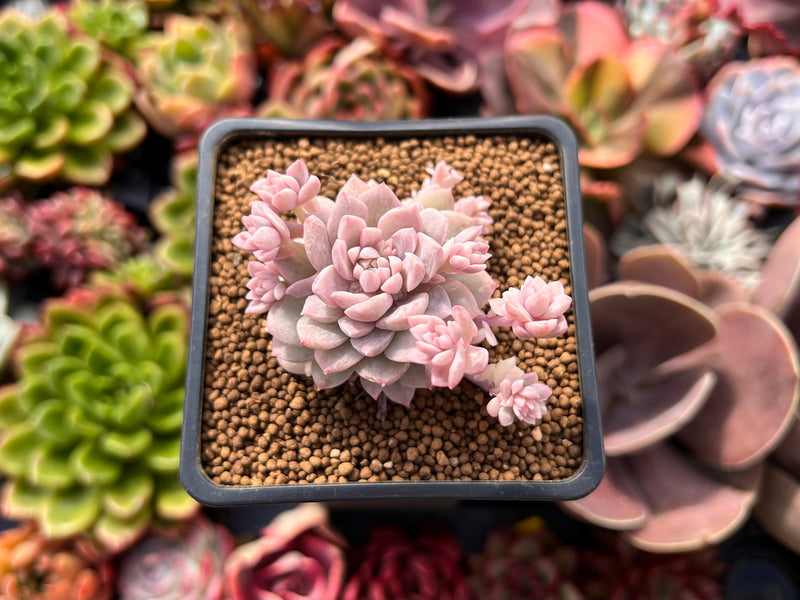 prolifica succulent Echeveria 'Prolifica' Variegated 1"-2" Succulent Plant – True Succulents Plant Co