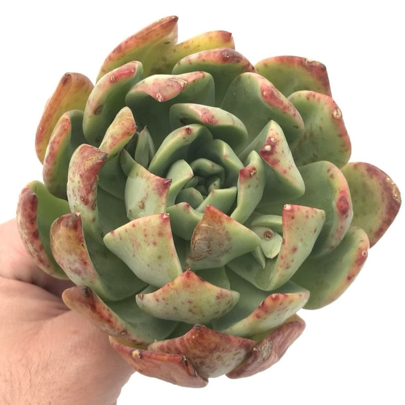 Echeveria Agavoides 'Red Glow’ 5" Large Rare Succulent Plant