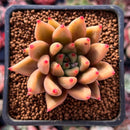 Echeveria Agavoides 'Planetary Stars' 2" Succulent Plant
