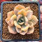 Graptoveria 'Grand Palace' Variegated 2" Succulent Plant