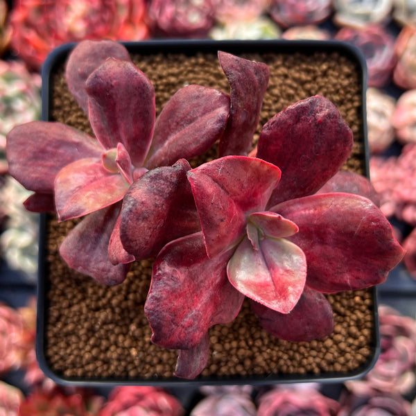 succulent with diamond shaped leaves Echeveria 'Diamond State' Variegated 3" Cluster Succulent Plant – True  Succulents Plant Co