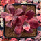 Echeveria 'Diamond State' Variegated 3" Cluster Succulent Plant