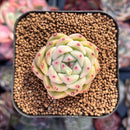 Echeveria sp. 1" Succulent Plant