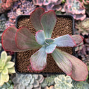 Echeveria 'Dream and Phantasm' Variegated 2” Succulent Plant
