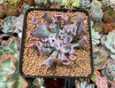 Echeveria 'Trumpet Pinky' 2"-3" Succulent Plant