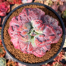 Echeveria 'Linguas' 4" Succulent Plant