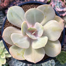 Echeveria 'Slimeball' 3" Succulent Plant
