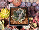 Pachyveria 'Pachyphytoides' Variegated 2" Succulent Plant