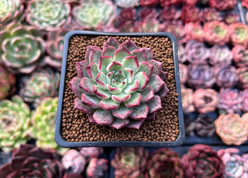 living echeveria succulents for sale under $2 online free shipping Echeveria 'Sarahime' Hybrid 2" Succulent Plant – True Succulents Plant Co