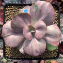 Echeveria 'Suyon Frill' Variegated 3" Succulent Plant