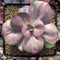 Echeveria 'Suyon Frill' Variegated 3" Succulent Plant
