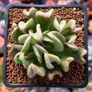 Echeveria 'Black Hawk' 2" Succulent Plant