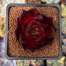 Echeveria Agavoides 'Luming' 2" Succulent Plant