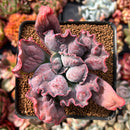 Echeveria 'Linguas' 3" Succulent Plant