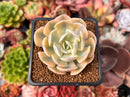 Echeveria Runyonii Variegated (Aka Echeveria 'Akaihosi' Variegated) 2" Succulent Plant