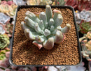 Echeveria 'Spider' (Runyonii Cultivar) 2" New Succulent Plant