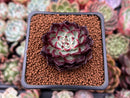 Echeveria 'Sarahime' 1" Succulent Plant