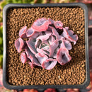Echeveria 'Trumpet Pinky' 1"-2" Succulent Plant
