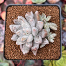 Echeveria 'Tolimanensis' 2"-3" Cluster Succulent Plant