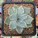 Echeveria 'Silver Queen' Variegated 2" Succulent Plant