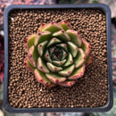Echeveria Agavoides 'Sarabony' 2" Succulent Plant