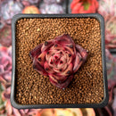 Echeveria Agavoides 'Taurus' 1" Succulent Plant