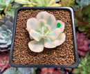 Echeveria Runyonii Variegated (Aka Echeveria 'Akaihosi' Variegated) 2" Succulent Plant