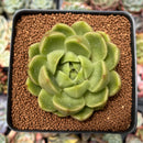 Echeveria Agavoides 'Sugar Ball' 2"-3" Succulent Plant