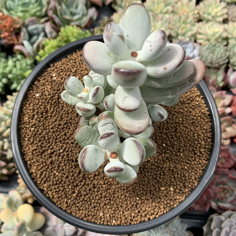 Cotyledon 'Orbiculata' 3