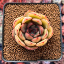 Echeveria 'Kainos' 2"-3" Succulent Plant