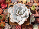 Echeveria 'Laui' 3" Powdery Succulent Plant